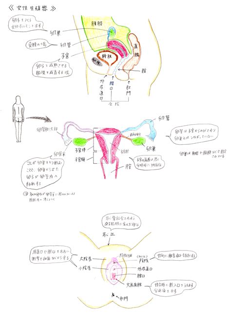 白虎陰唇|自分のヴァギナを見たことある？女性の生殖器の構造。